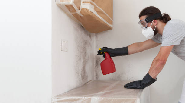 Professional Basement Mold Removal technician working in Metuchen, NJ