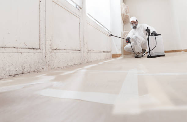 24/7 Emergency Basement Mold Removal experts in Metuchen, NJ
