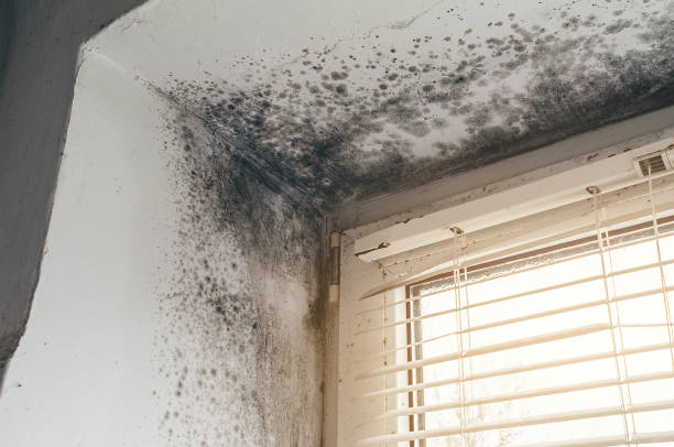 Affordable Basement Mold Removal solutions in Metuchen, NJ